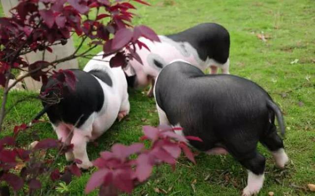 花猪王中王平特一肖，传奇故事与深藏的哲理，花猪王中王平特一肖，传奇故事中的哲理深蕴