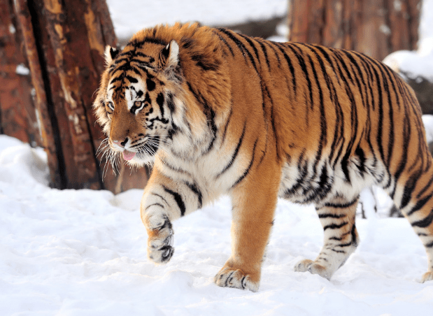 四大老虎,历史、文化、生态与象征的多维解读,四大老虎,多维解读历史、文化、生态与象征意义