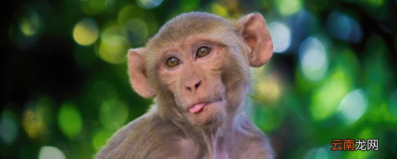 林中高手王中王与神秘生肖的传奇故事,林中高手王中王与神秘生肖的奇幻传奇