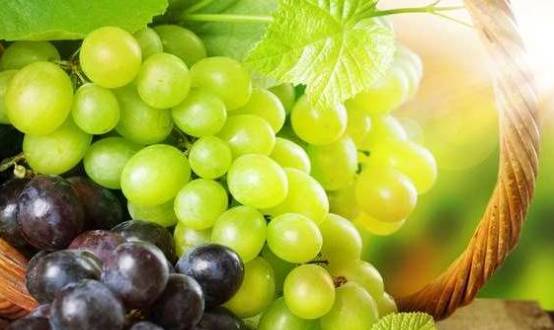 王中王葡萄新平特一肖——探寻葡萄产业的独特魅力与未来展望,王中王葡萄产业独特魅力探寻与未来展望,新平特一肖的展望