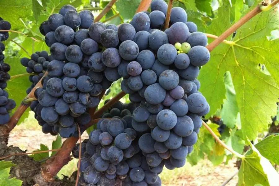 王中王葡萄新平特一肖——探寻葡萄产业的独特魅力与未来展望,王中王葡萄产业独特魅力探寻与未来展望,新平特一肖的展望