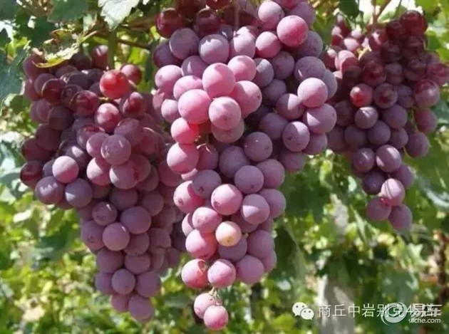 王中王葡萄新平特一肖——探寻葡萄产业的独特魅力与未来展望,王中王葡萄产业独特魅力探寻与未来展望,新平特一肖的展望