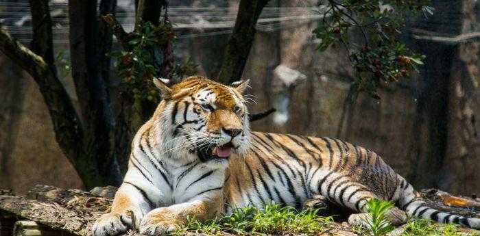 山林之中王中王——探寻生肖之王的神秘面纱,山林之王揭秘,探寻生肖之王的神秘面纱