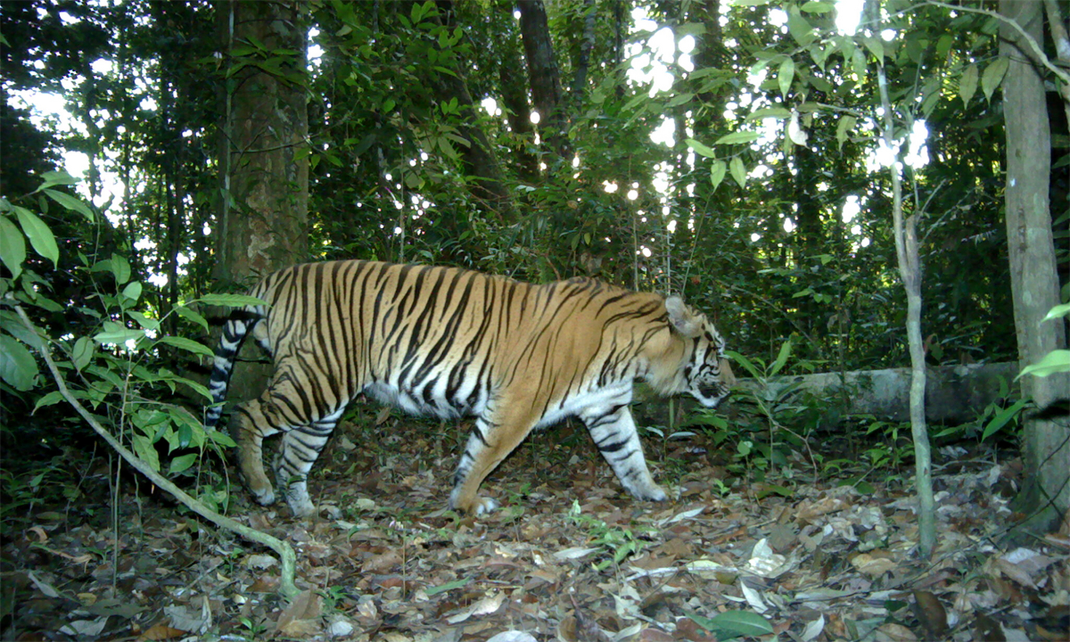 生肖奥秘 第2页