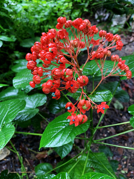 状元红97049精准资料，深度解析与实际应用，状元红97049精准资料深度解析及实战应用指南