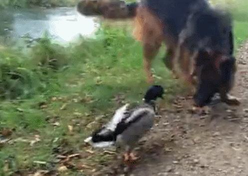 阅兵方阵威武雄壮，荣耀与力量的展现，阅兵方阵，荣耀与力量的壮丽展现