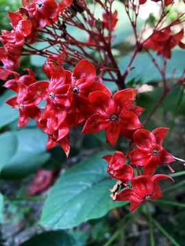 状元红资料免费大全，探索与获取学术资源的宝藏，状元红资料宝藏，免费学术资源探索与获取指南