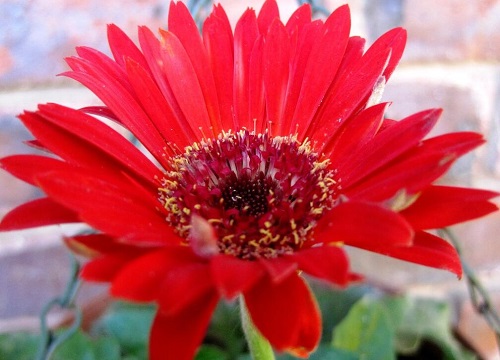 状元红资料免费大全，探索与分享，状元红资料大全，探索与分享的免费宝库