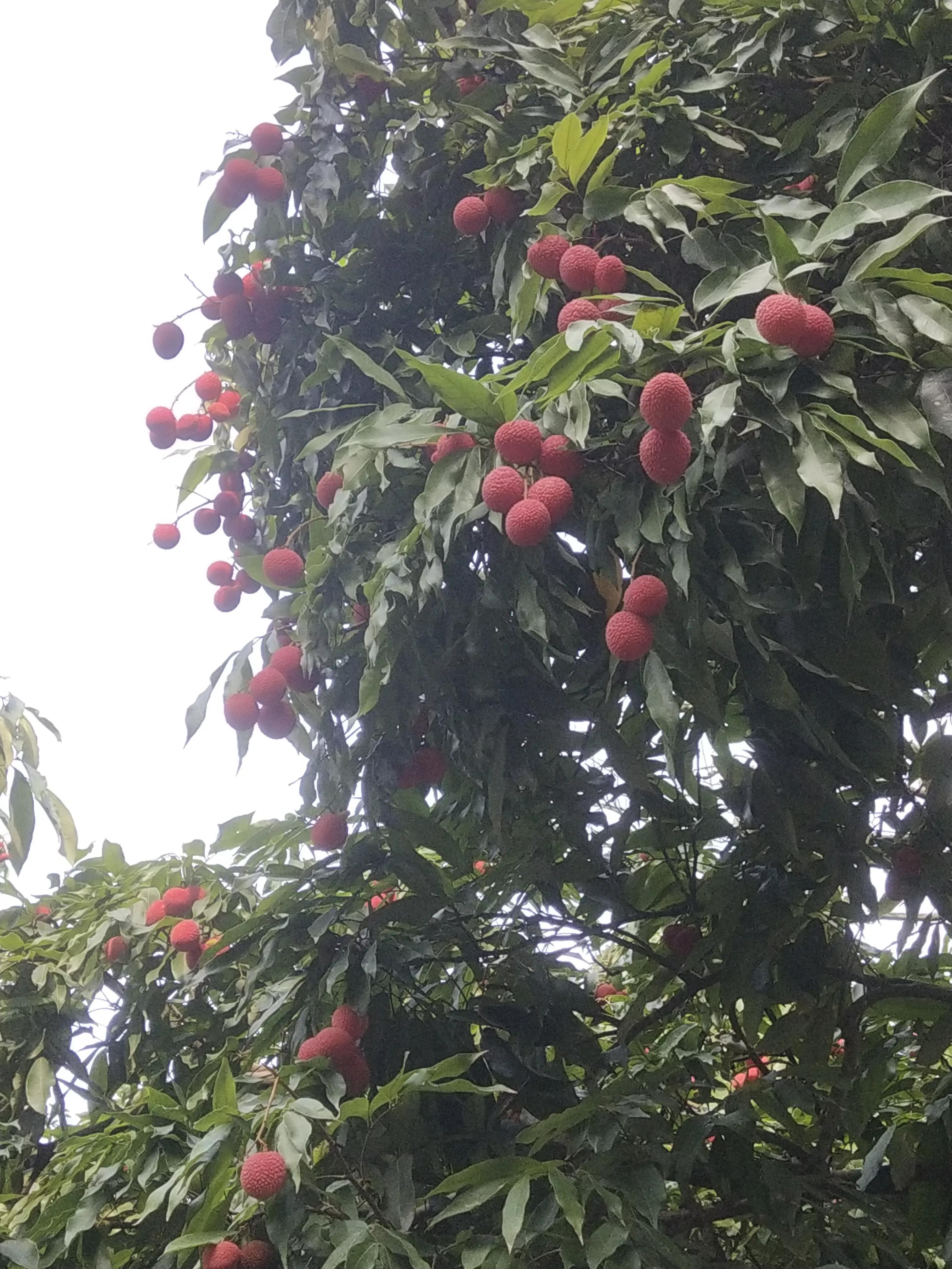 状元红资料免费大全——助力学术巅峰的宝藏资源，状元红资料免费大全，助力学术巅峰的宝藏资源汇总