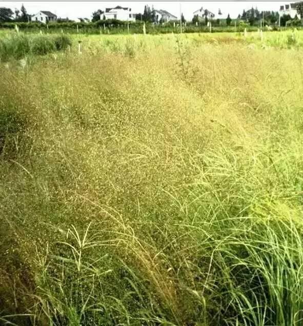 东风51洲际弹道导弹一颗造价,深度解析与探讨,东风51洲际弹道导弹造价深度解析与探讨