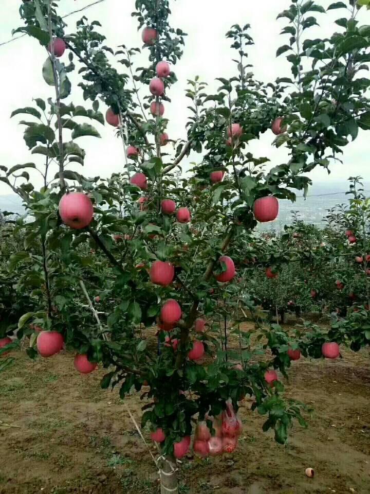 47集团军56师,英勇作战的钢铁之师,英勇作战的钢铁之师,揭秘47集团军56师的传奇故事