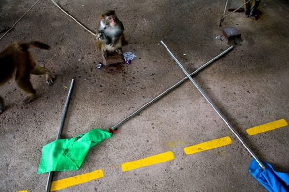 揭秘管家婆一码一肖资料免费公开背后的秘密,揭秘管家婆一码一肖资料免费公开真相