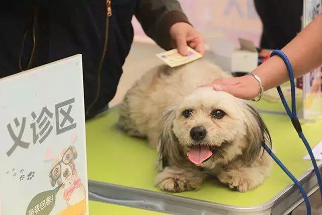 猪狗同行王中王打一生肖——探寻生肖之奥秘，猪狗同行王中王揭秘生肖奥秘