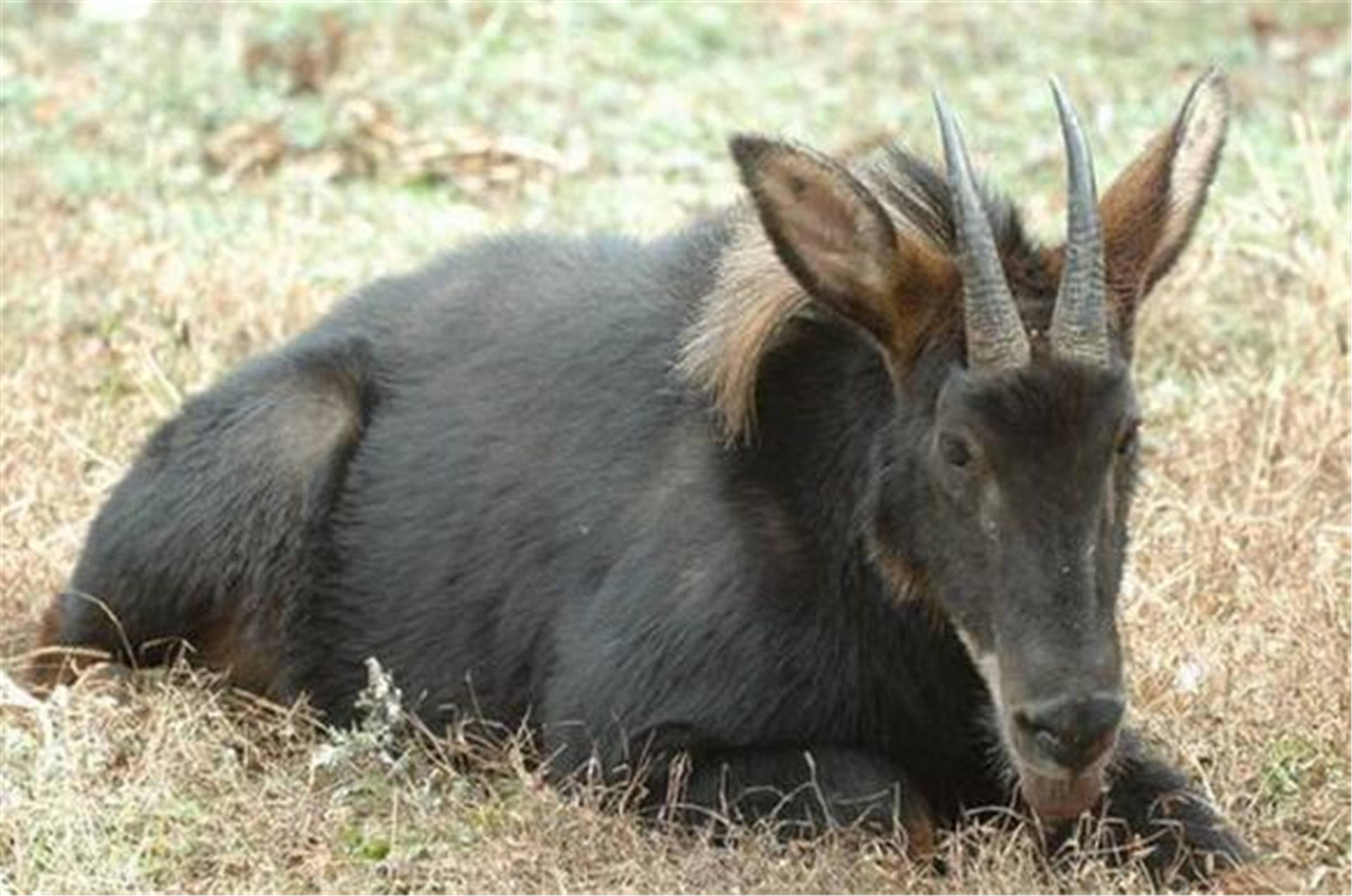 澳门一码一肖一待一中四不像