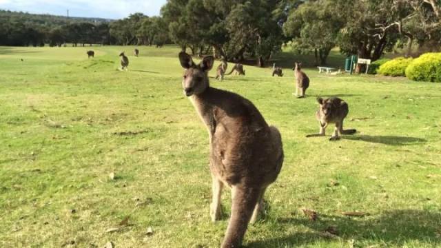 新澳2024今晚开奖资料四不像,探索彩票背后的秘密,彩票背后的秘密,新澳2024今晚开奖资料四不像探索