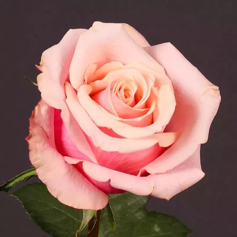 苏州玫瑰情人,一场跨越时空的浪漫邂逅,苏州玫瑰情人,跨越时空的浪漫邂逅之旅