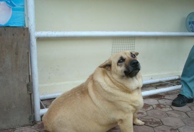 终极瘦身挑战,一份详尽的30天减肥计划表打印版,终极瘦身挑战,详尽30天减肥计划表打印版启动!