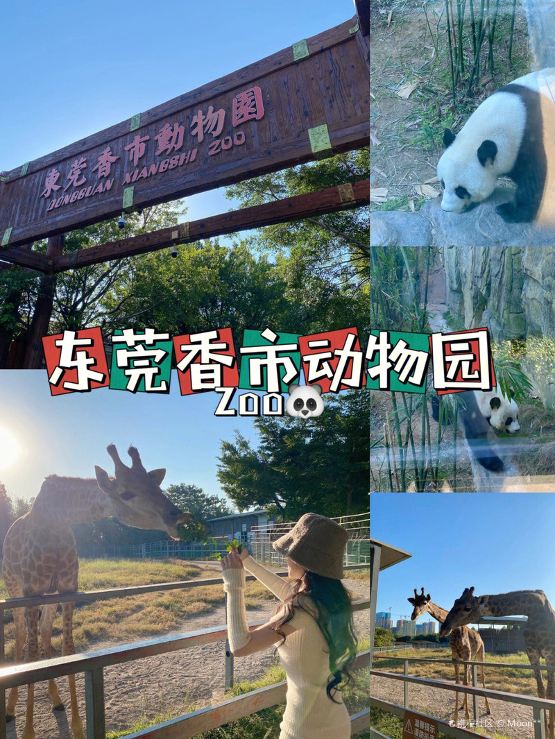 东莞香市动物园门票价格详解，东莞香市动物园门票价格全解析