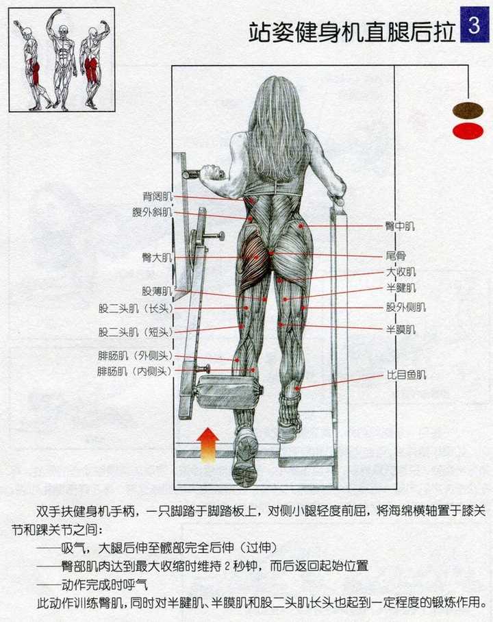 瘦人健身增重训练计划,瘦人健身增重训练计划,打造完美体型之旅